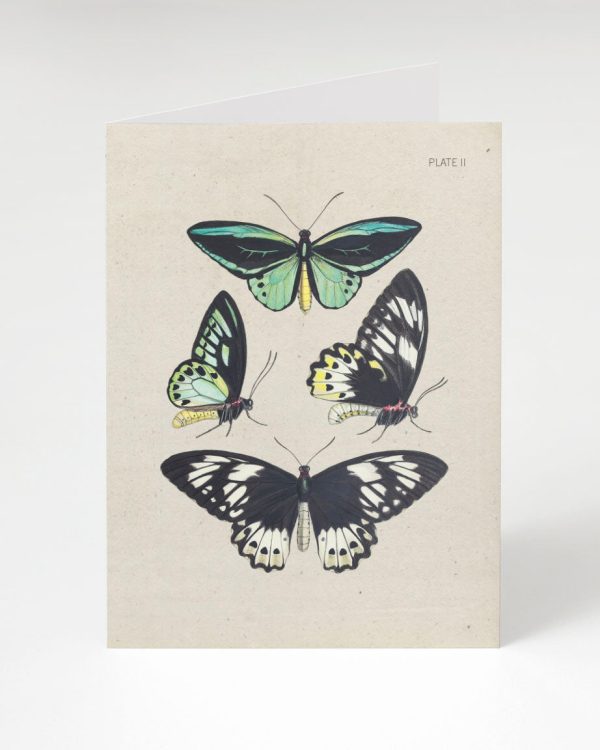 Butterfly Collection Card Hot on Sale