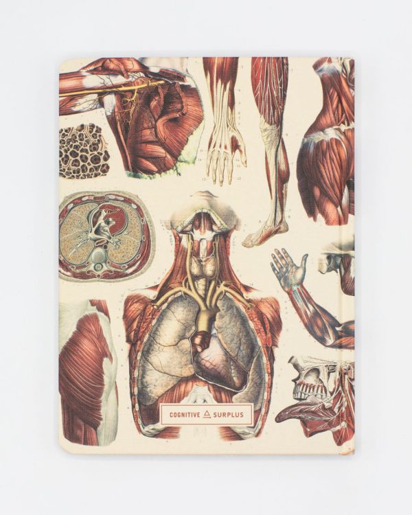 Anatomy: Muscles Hardcover Notebook - Lined Grid For Discount - Image 2